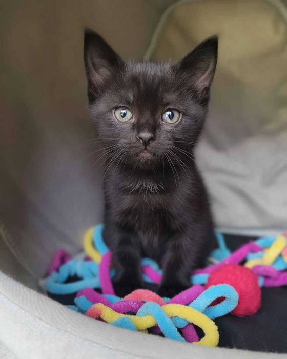 Setúbal / Margem Sul / Lisboa — FELIX e KURO*, gatinhos para adoção