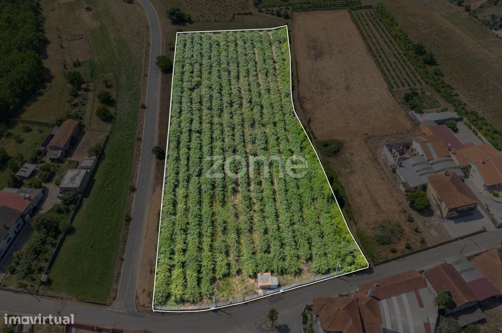 Terreno Terreno Urbanizável com Pomar Kiwis e Poço – Paredes do Bai...