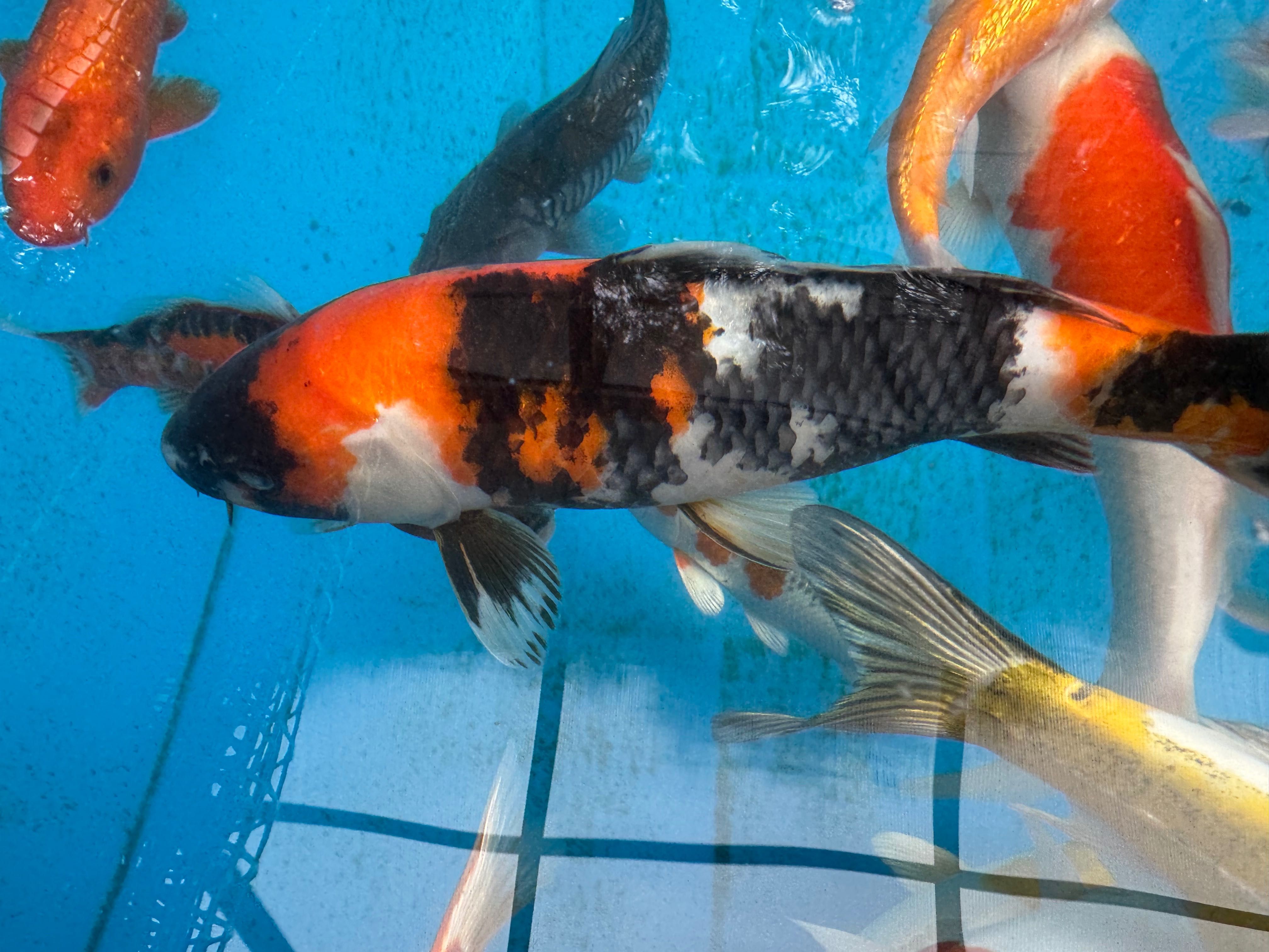 Karp KOI, oczko wodne