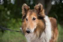 Gucci - piękny pies w typie owczarka szkockiego collie