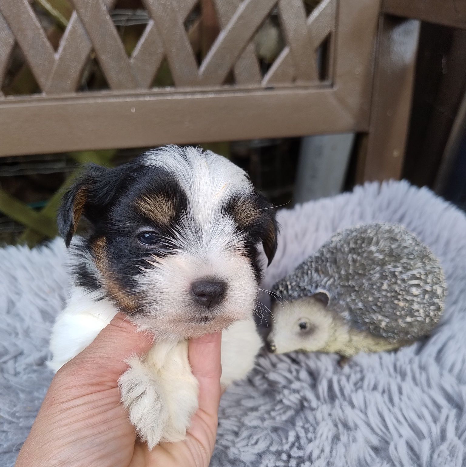 Yorkshire terrier biewer