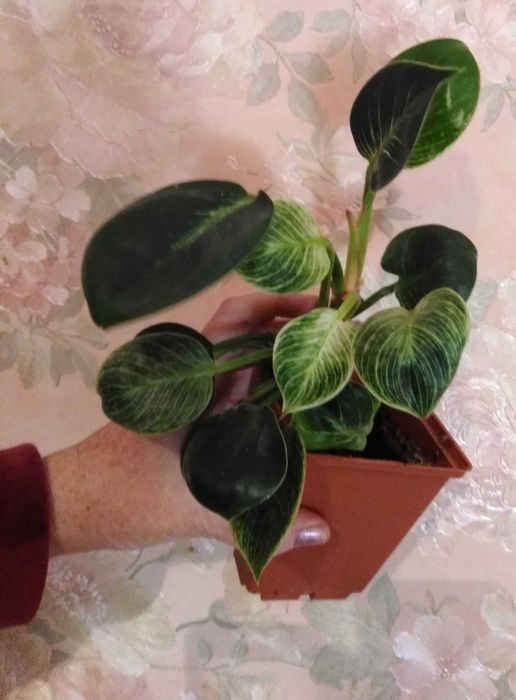 филодендрон 5 сортов