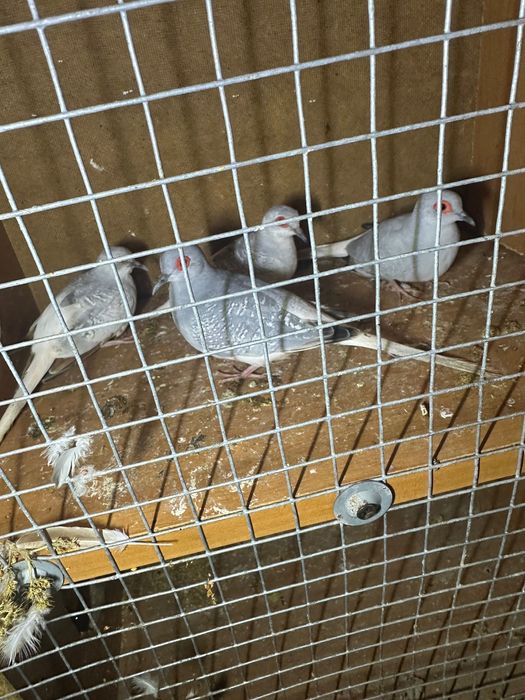 Sprzedam gołąbki diamentowe