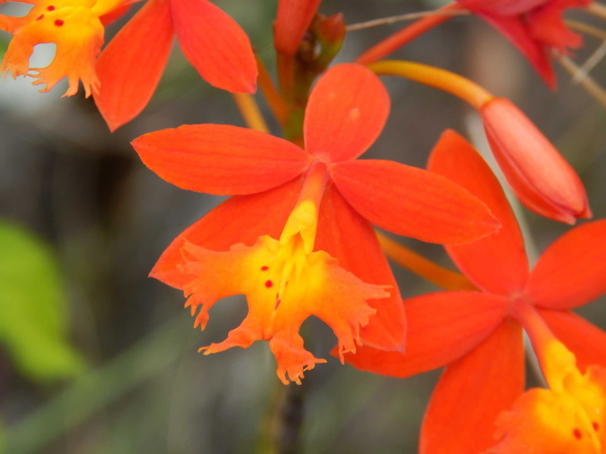 Orquídea estrela de fogo