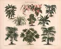 Rośliny doniczkowe. Chromolitografia 1890 r. autentyk