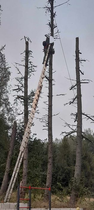 Wycinka i Przycinanie Drzew / Tui z podnośnika koszowego słupsk