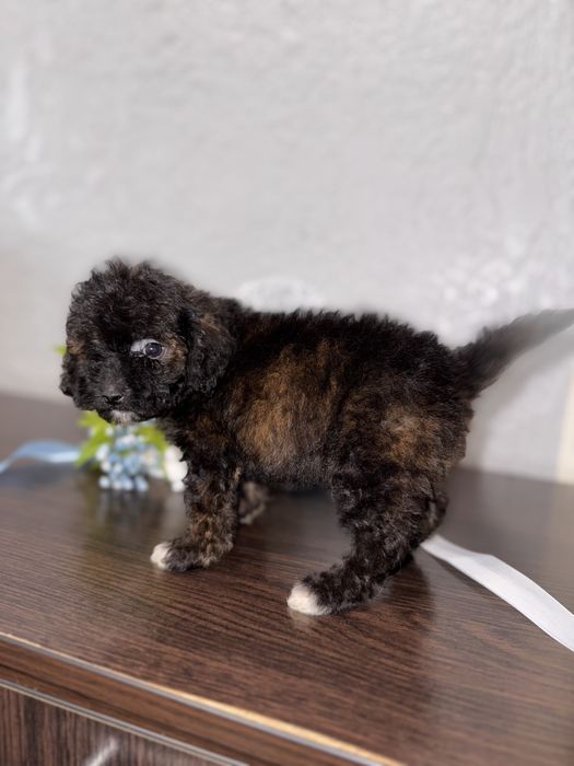 Дуже гарний та розумний пудельок