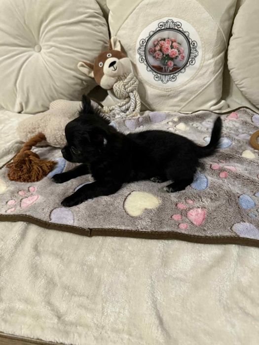 Chihuahua długowłosy mini xxs SAMIEC