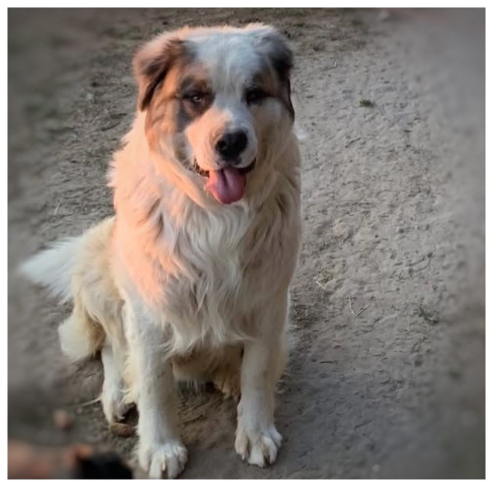 Do adopcji piękny Bernardyn Odys