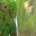 Trawa czyli nurzaniec albo vallisneria
