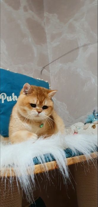 Британский золотой шиншилла