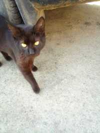 чорний котик муркотик