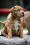 Wyjątkowa Suczka American Bully XL Chocolate Merle 8 tygodni