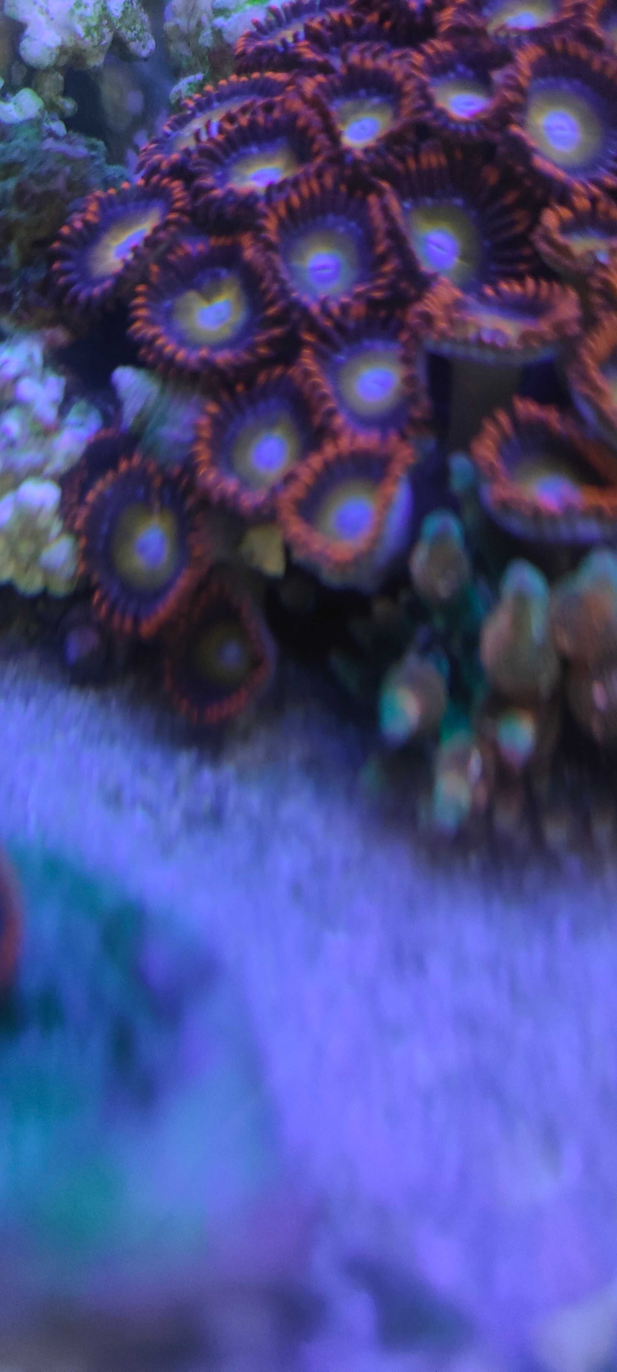 Zoanthus Blonde B