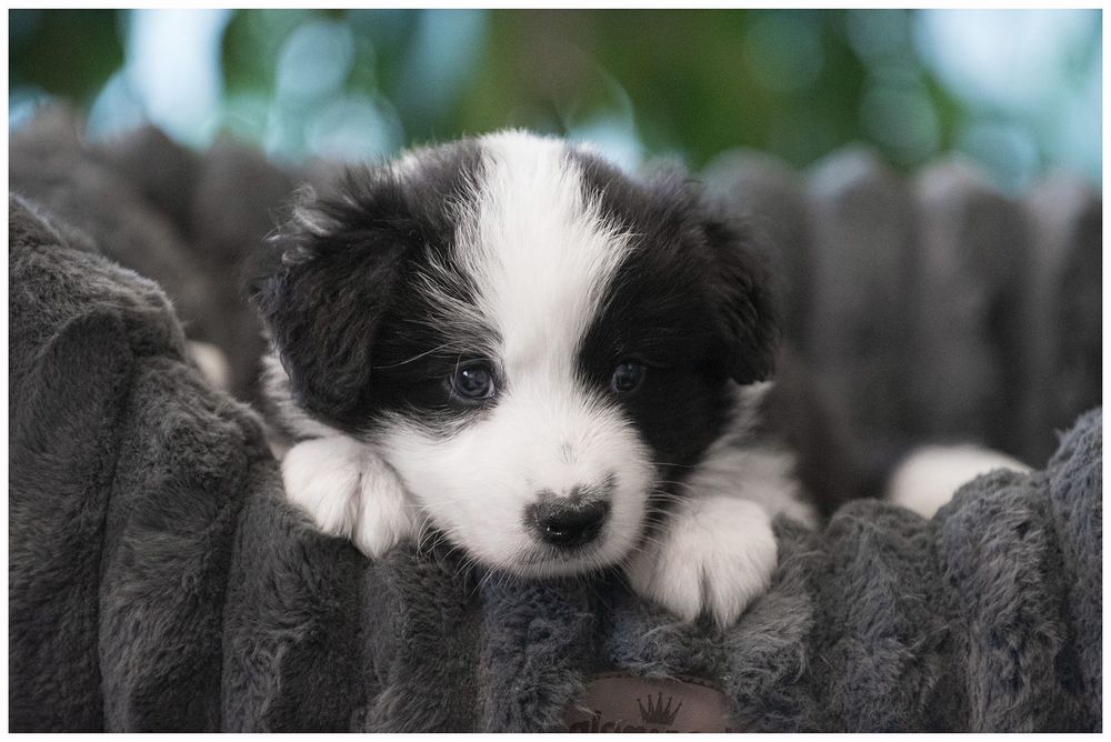 Border Collie ZKwP FCI