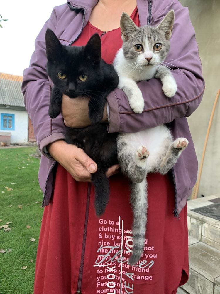 Віддам котиків в добрі руки