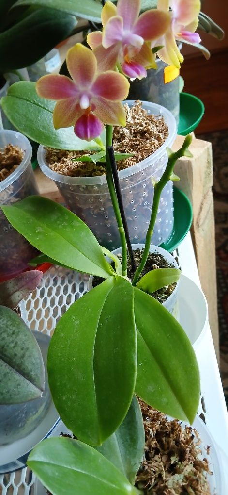 Phalaenopsis Aromio Spring (Morning Breeze).