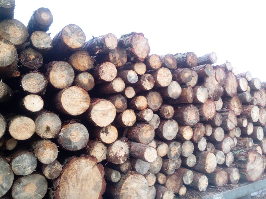 Drewno drzewo sosna oraz liściaste dąb brzoza olszyna osika opał