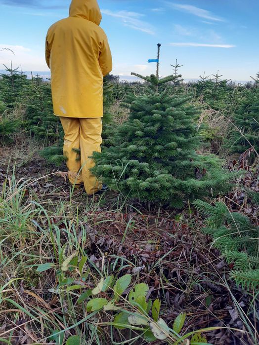 ***JODŁA KAUKASKA *** ŚWIERK*** jodła w doniczce