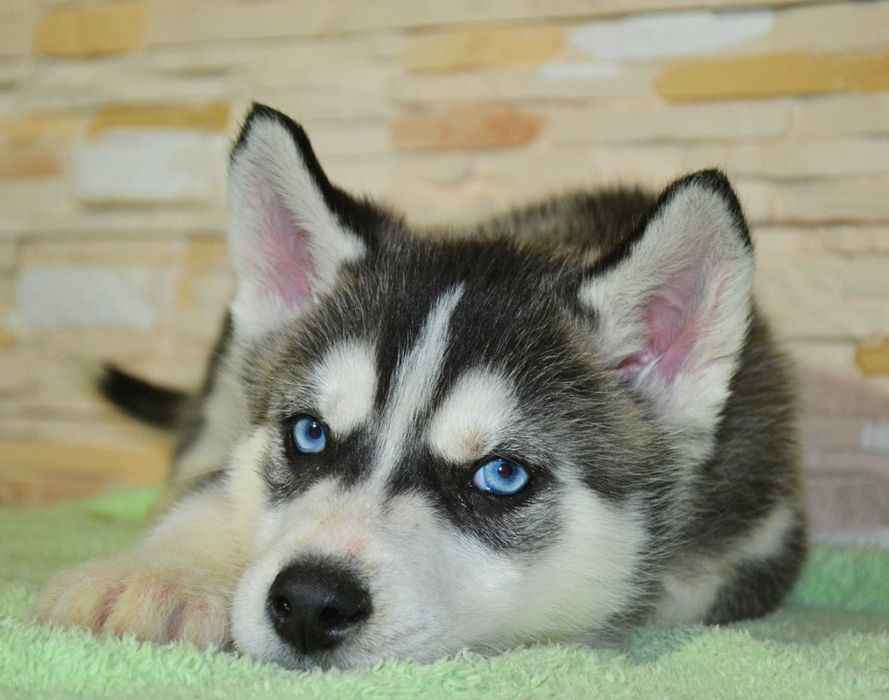 Два щенка с голубыми глазами документы и прививки сделаны! Хаски!