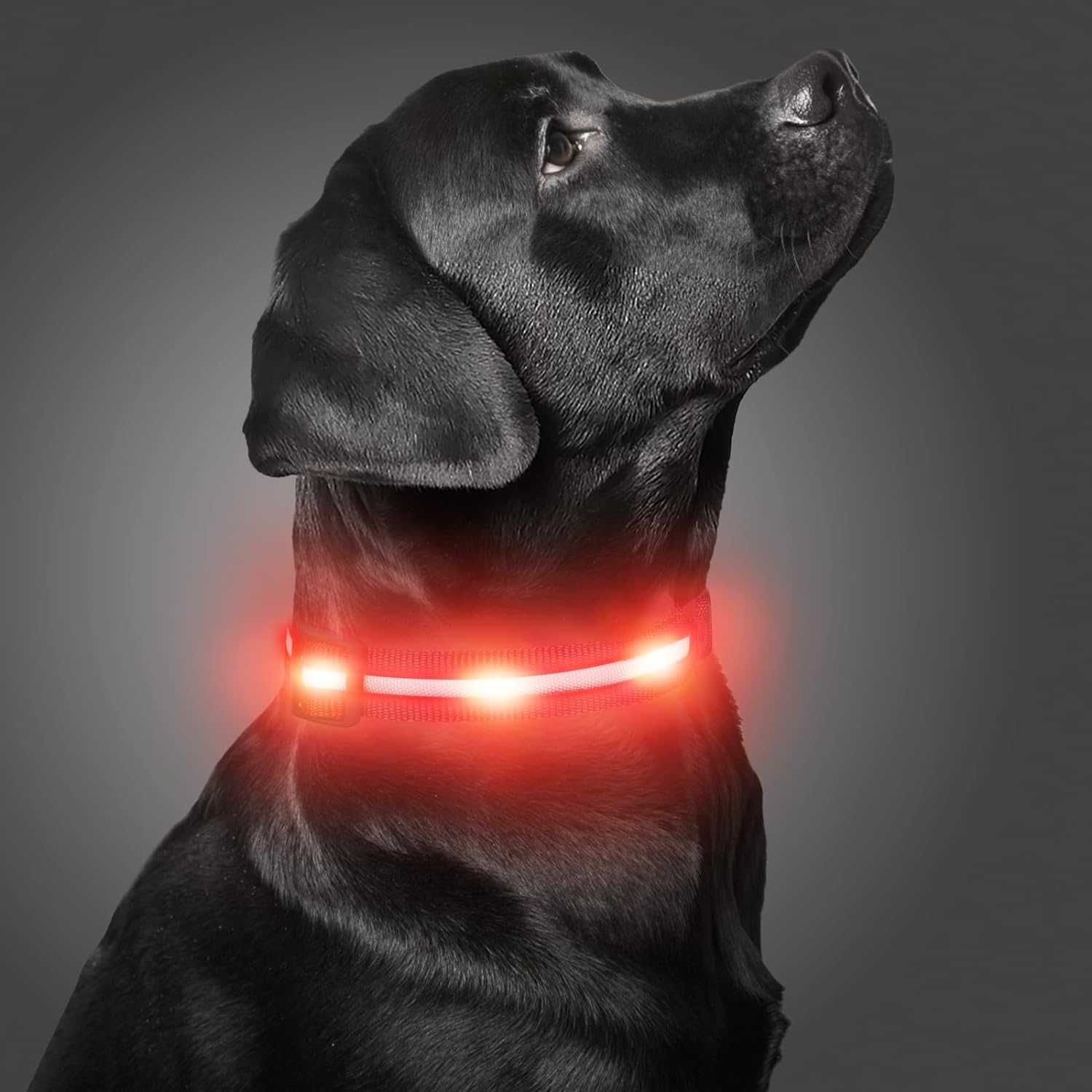 Świecąca obroża dla psa Dynmeow LED rasy małe
