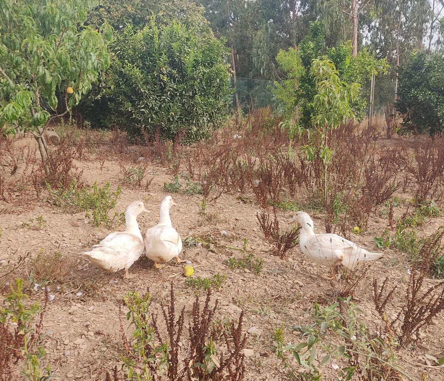 Vendo Patos mudos