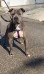American Staffordshire Terrier