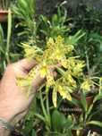 Orquidea Ansellia africana 'Ingwe'