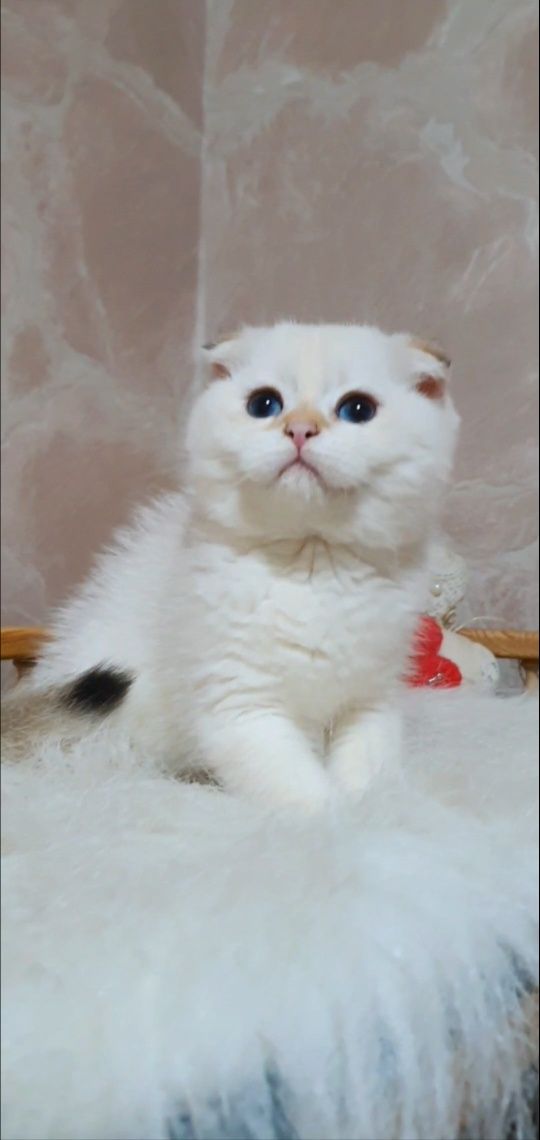 Плюшевая золотая шиншилла пойнт