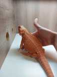 Agama brodata Orange het witblits, hypo