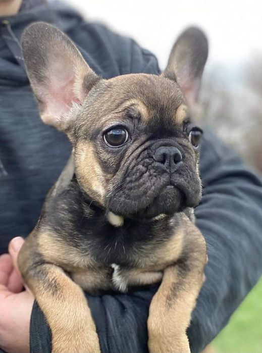 ФранцузЬка  мілашка