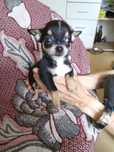 Szczeniak Chihuahua