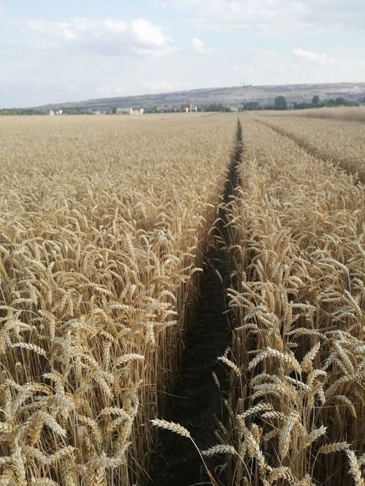 Pszenica ozima rok po centrali oczyszczona