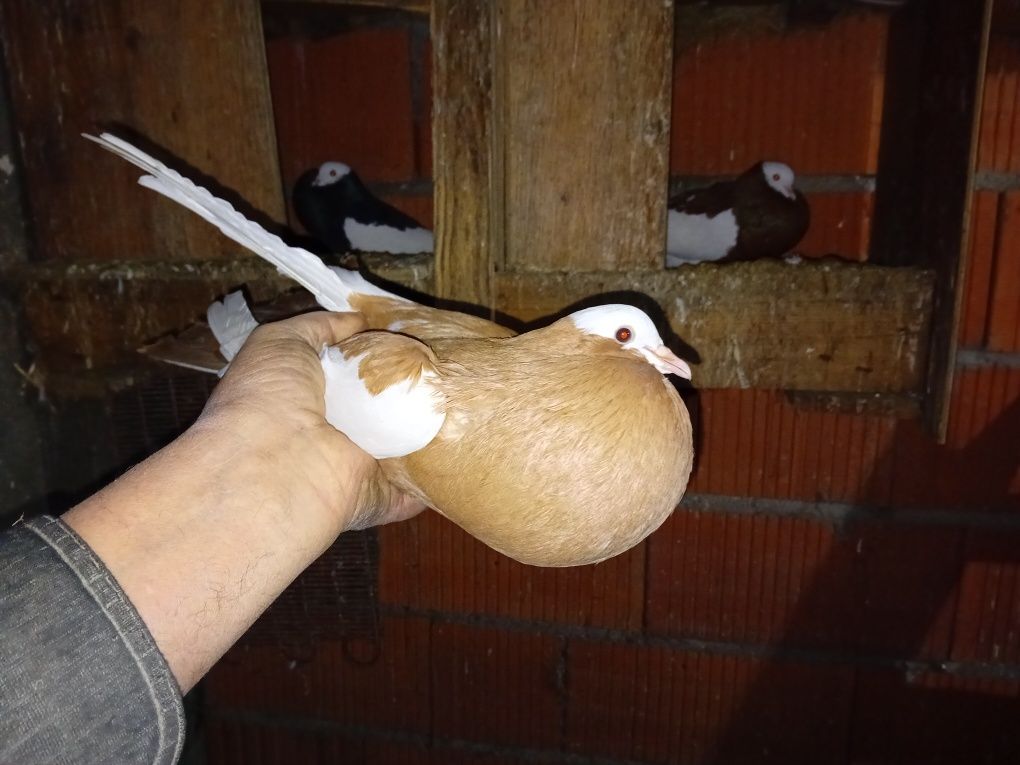 Garłacze siodłate
