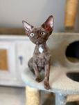 Devon Rex - krawacik - elegancki chlopiec