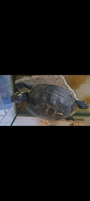 Oddam za darmo! Wodno-lądowy