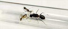 Camponotus mitis купить в Украине – муравьиная ферма с гарантией