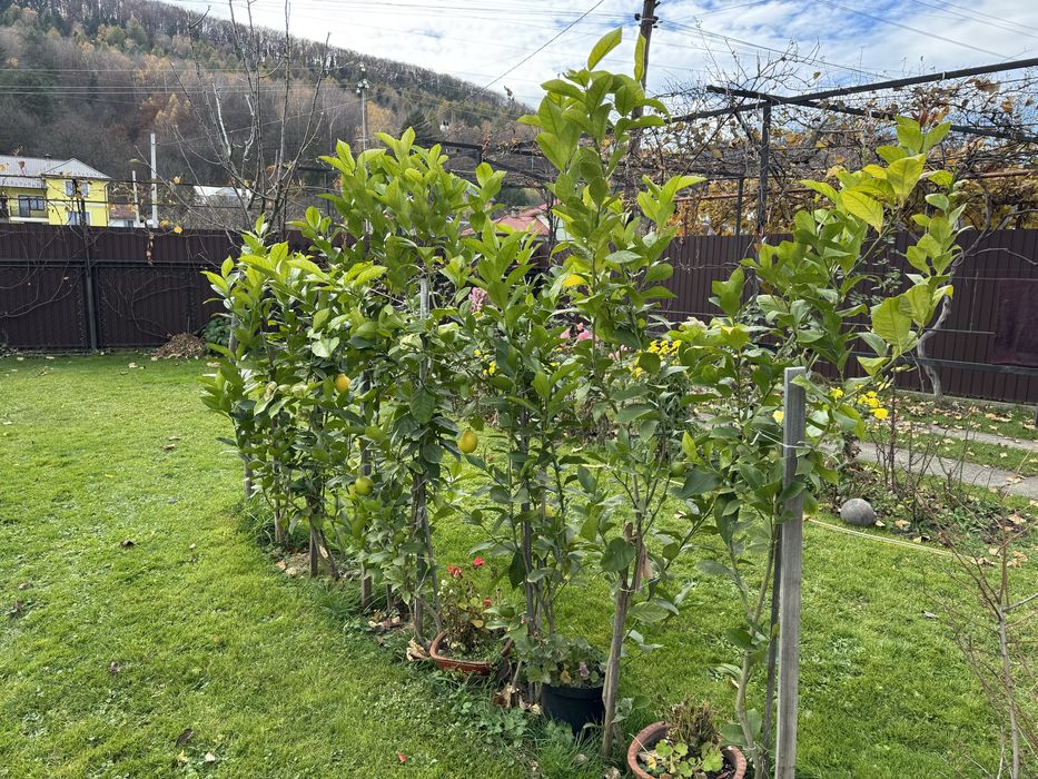 Лимонне дерево Пондероза оригінал