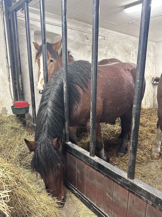 Klacze zimnokrwiste 2,5 letnie