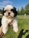 Szczeniak shiz-tzu