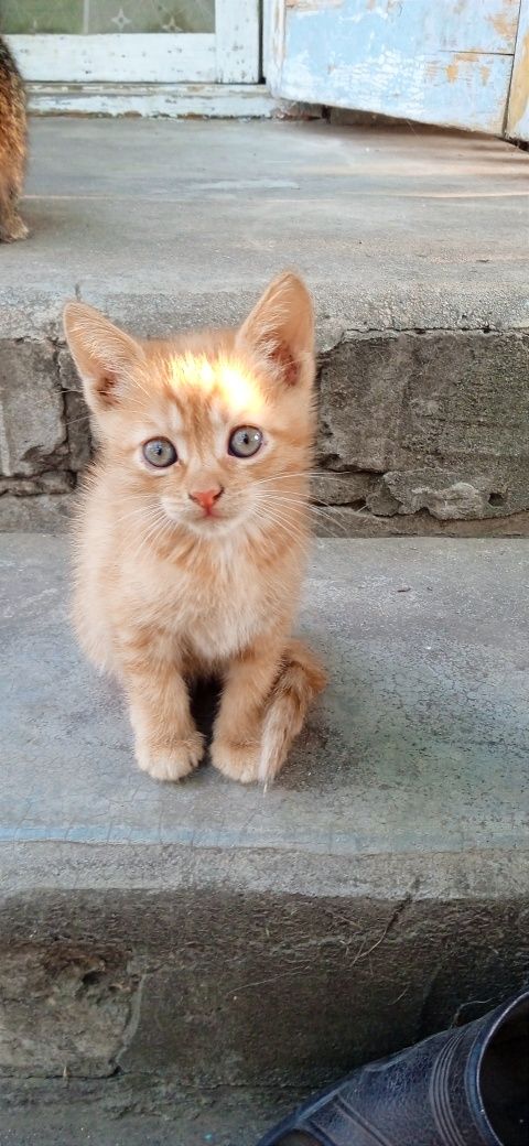 Отдам замечательных котят
