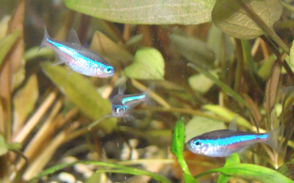 Neon zielony simulans