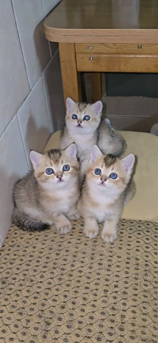 Британские Котята Золотой Шиншиллы