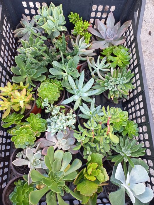 Plantas suculentas mini