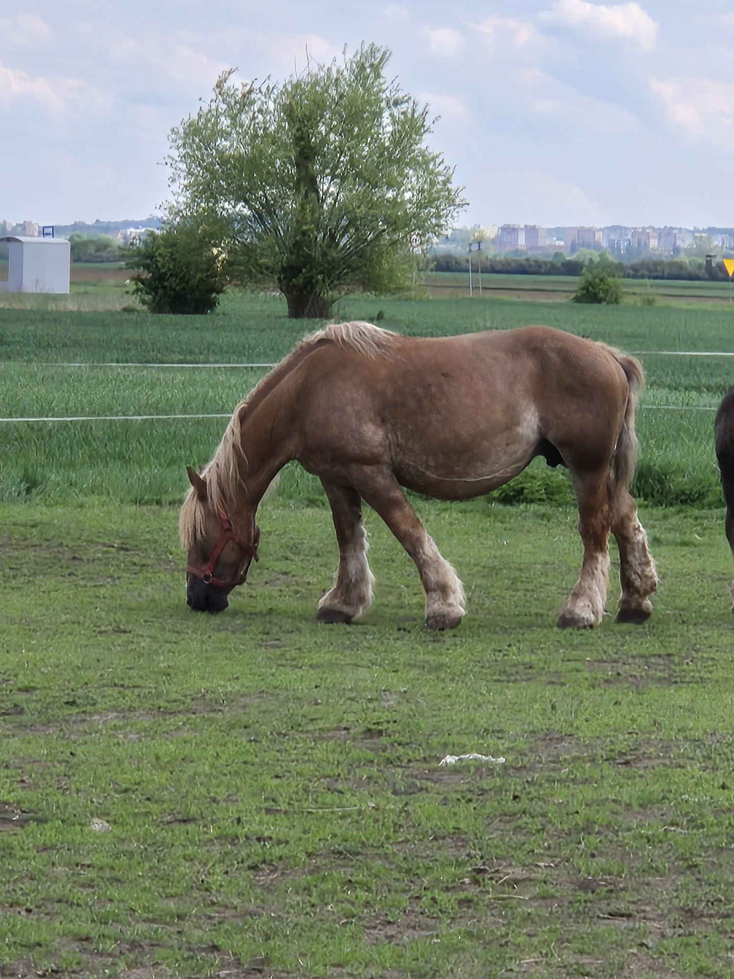 Sprzedam klacz zimnokrwistą sztumską