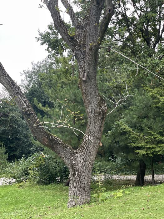Orzech włoski - drzewo gigant 200+cm piękny okaz na deski meble