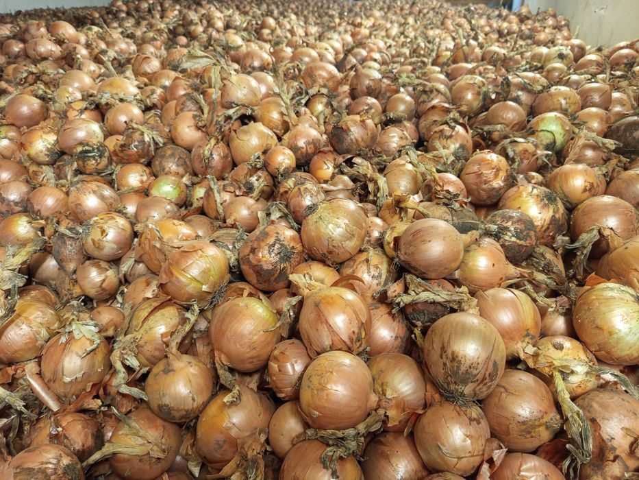 Sprzedam świeżą cebulę – doskonała jakość!