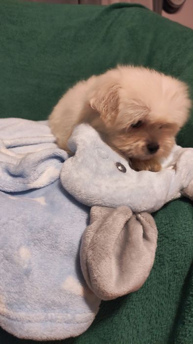 Maltipoo suczka Warszawa pudel maltańczyk