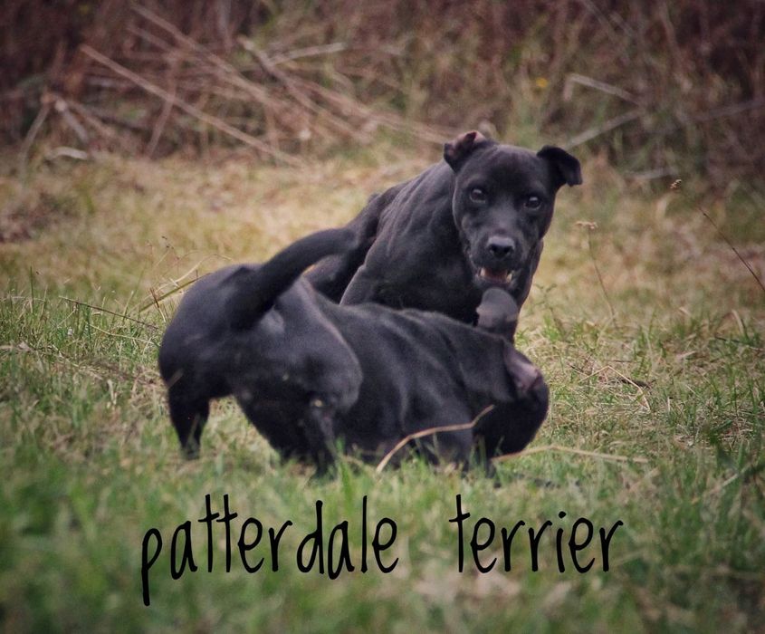 Паттердейл терьер
