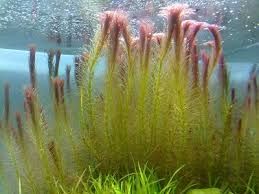 GB IN-VITRO Rotala wallichii rośliny akwariowe